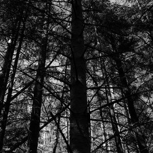 Preview wallpaper trees, forest, bw, nature