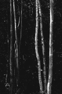 Preview wallpaper trees, forest, bw, birch