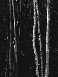 Preview wallpaper trees, forest, bw, birch