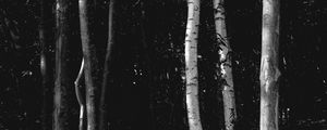 Preview wallpaper trees, forest, bw, birch