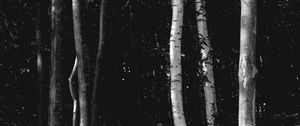 Preview wallpaper trees, forest, bw, birch