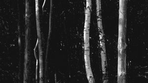 Preview wallpaper trees, forest, bw, birch