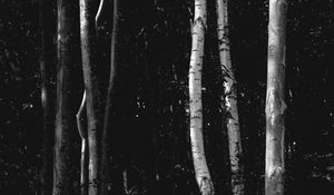 Preview wallpaper trees, forest, bw, birch