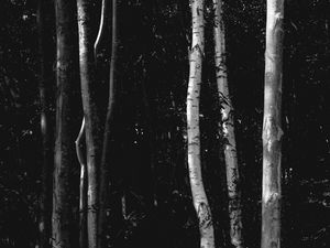 Preview wallpaper trees, forest, bw, birch