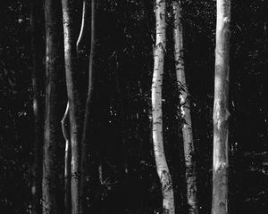 Preview wallpaper trees, forest, bw, birch