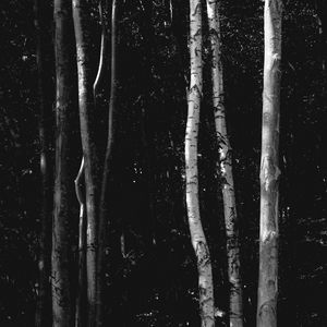 Preview wallpaper trees, forest, bw, birch