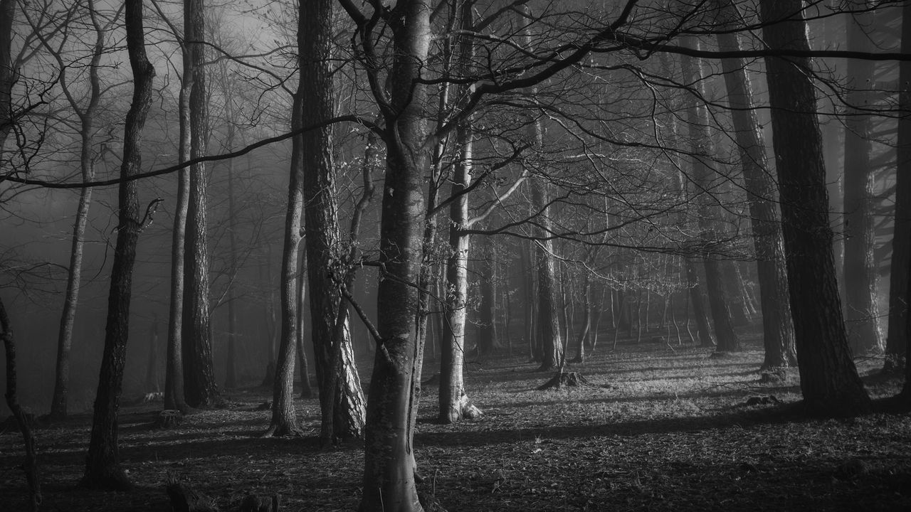 Wallpaper trees, forest, bw, branches