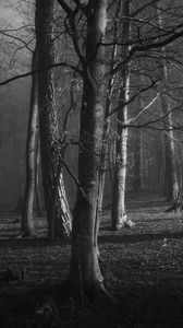 Preview wallpaper trees, forest, bw, branches