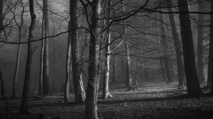 Preview wallpaper trees, forest, bw, branches