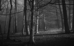 Preview wallpaper trees, forest, bw, branches