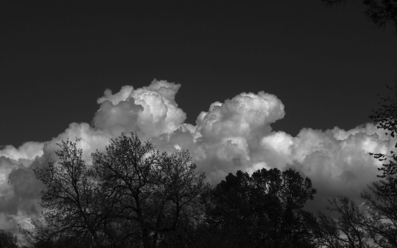 1280x800 Wallpaper trees, forest, clouds, sky, bw