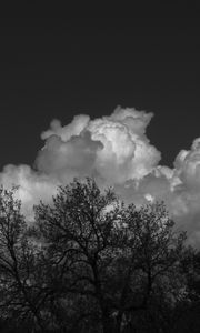 Preview wallpaper trees, forest, clouds, sky, bw