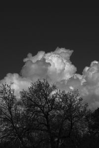 Preview wallpaper trees, forest, clouds, sky, bw