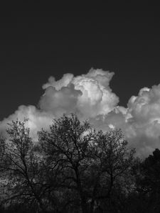 Preview wallpaper trees, forest, clouds, sky, bw