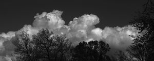 Preview wallpaper trees, forest, clouds, sky, bw