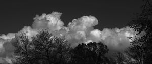 Preview wallpaper trees, forest, clouds, sky, bw