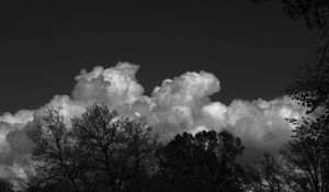 Preview wallpaper trees, forest, clouds, sky, bw