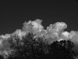 Preview wallpaper trees, forest, clouds, sky, bw