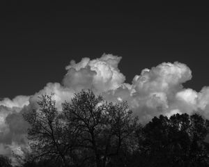 Preview wallpaper trees, forest, clouds, sky, bw