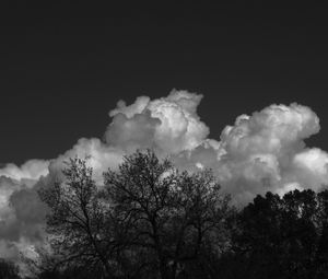 Preview wallpaper trees, forest, clouds, sky, bw