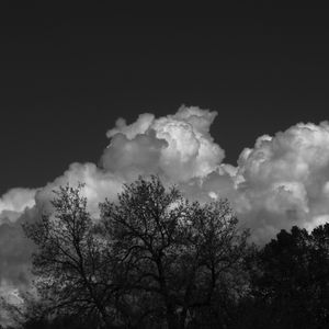 Preview wallpaper trees, forest, clouds, sky, bw