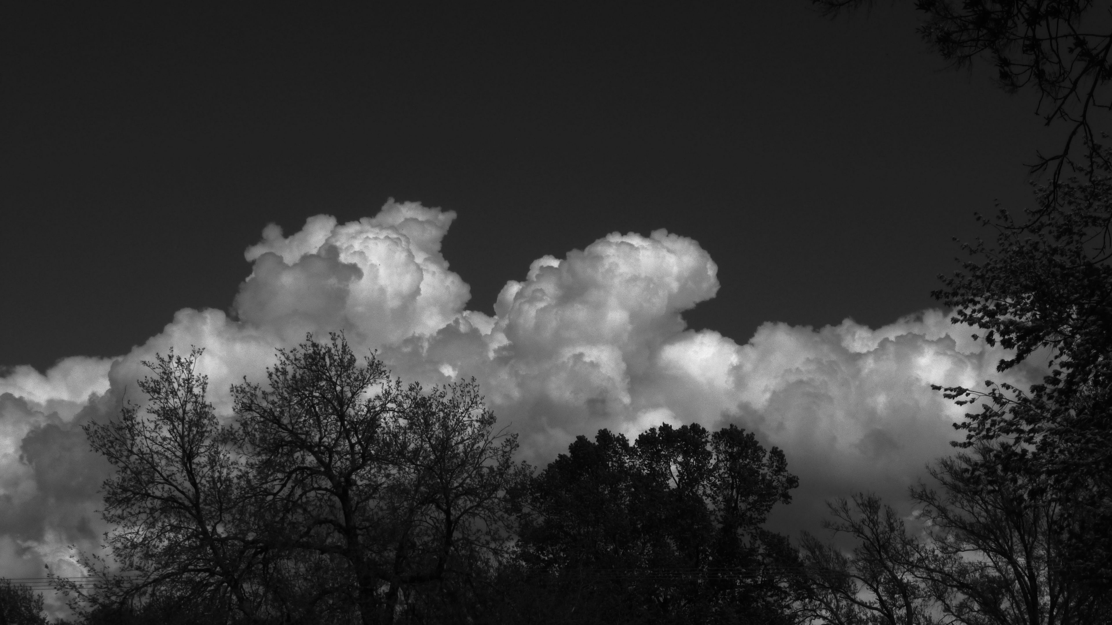 3840x2160 Wallpaper trees, forest, clouds, sky, bw
