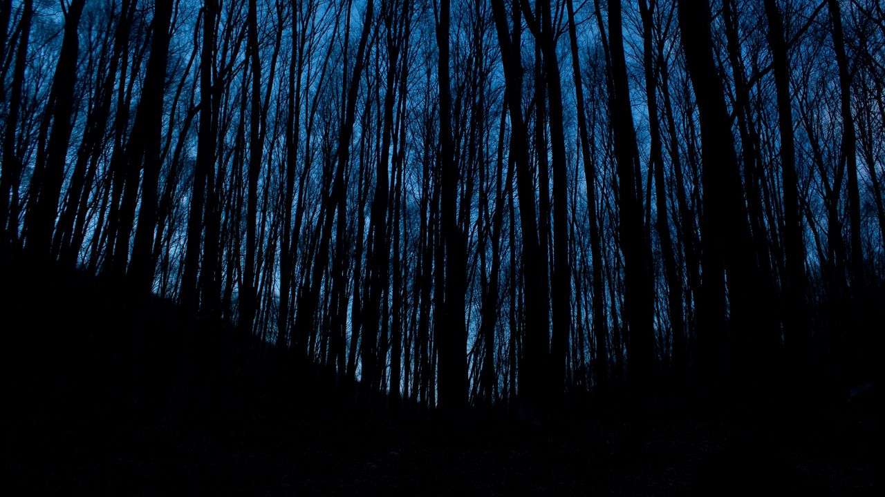 Wallpaper trees, forest, dark, night