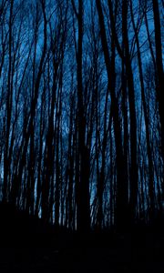 Preview wallpaper trees, forest, dark, night