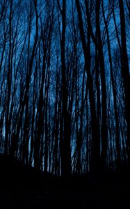 Preview wallpaper trees, forest, dark, night