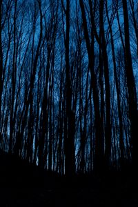 Preview wallpaper trees, forest, dark, night