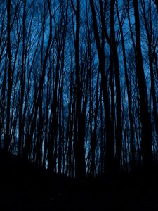 Preview wallpaper trees, forest, dark, night