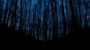 Preview wallpaper trees, forest, dark, night