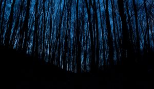 Preview wallpaper trees, forest, dark, night