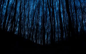 Preview wallpaper trees, forest, dark, night