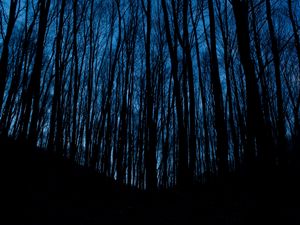 Preview wallpaper trees, forest, dark, night