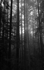 Preview wallpaper trees, forest, dark, trunks