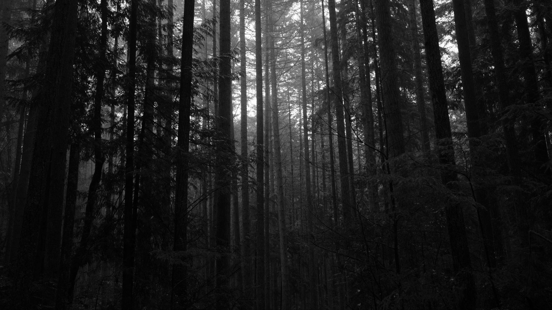 Download wallpaper 1920x1080 trees, forest, dark, trunks full hd, hdtv ...