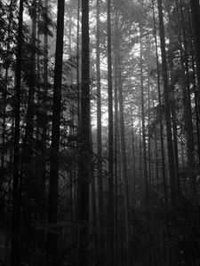 Preview wallpaper trees, forest, dark, trunks