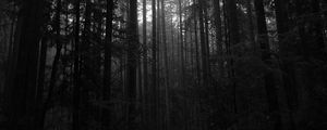 Preview wallpaper trees, forest, dark, trunks