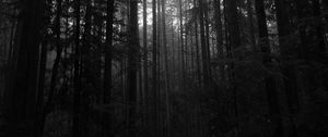Preview wallpaper trees, forest, dark, trunks