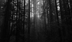 Preview wallpaper trees, forest, dark, trunks
