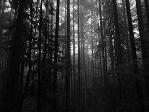 Preview wallpaper trees, forest, dark, trunks