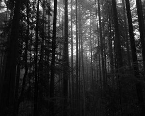 Preview wallpaper trees, forest, dark, trunks