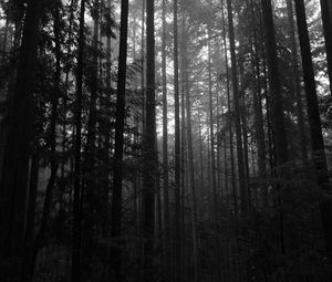 Preview wallpaper trees, forest, dark, trunks