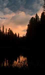 Preview wallpaper trees, forest, evening, pond, dark