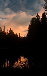Preview wallpaper trees, forest, evening, pond, dark