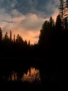 Preview wallpaper trees, forest, evening, pond, dark