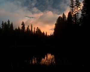 Preview wallpaper trees, forest, evening, pond, dark