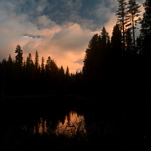 Preview wallpaper trees, forest, evening, pond, dark