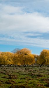 Preview wallpaper trees, forest, field, clouds, sky, nature